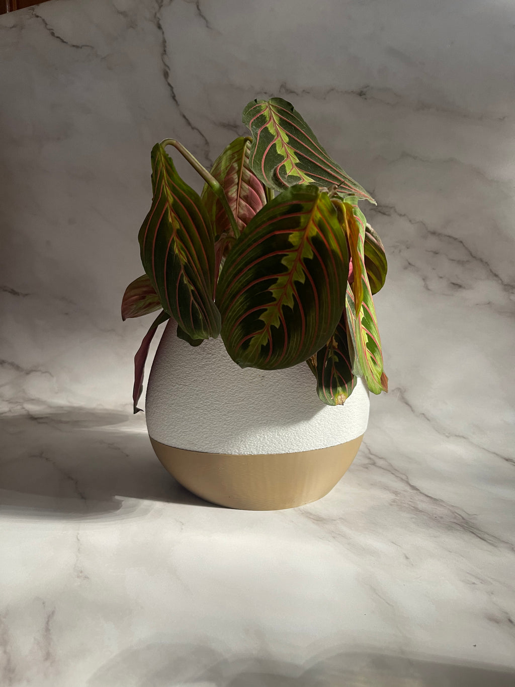 MIRA - Self Watering planter