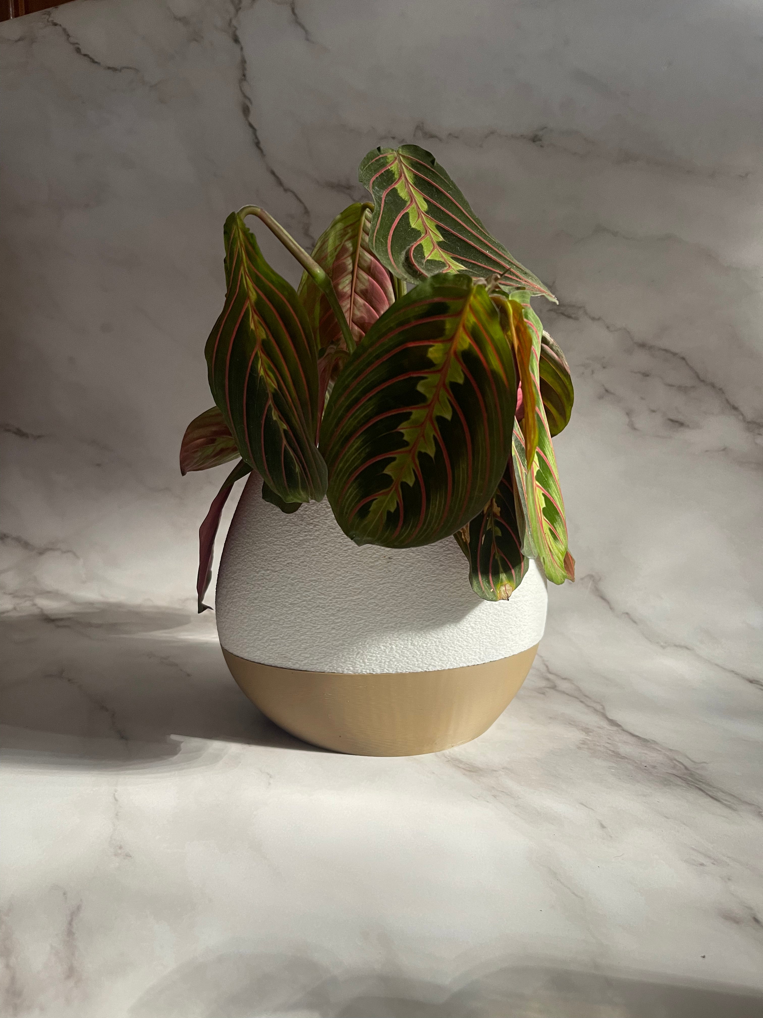 MIRA - Self Watering planter