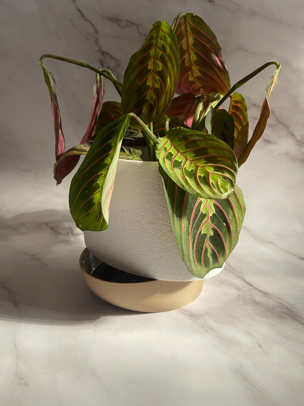 MIRA - Self Watering planter