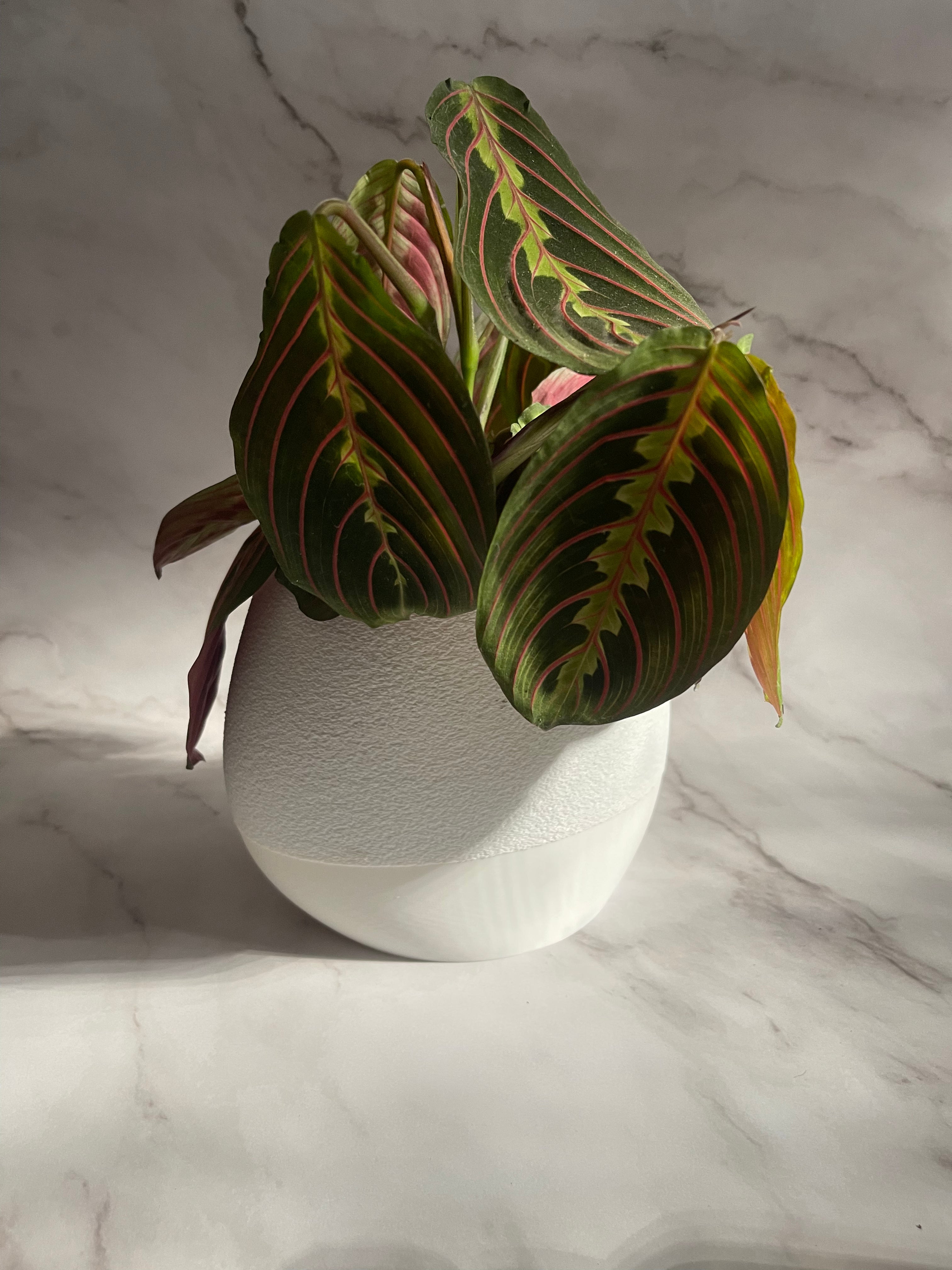 MIRA - Self Watering planter