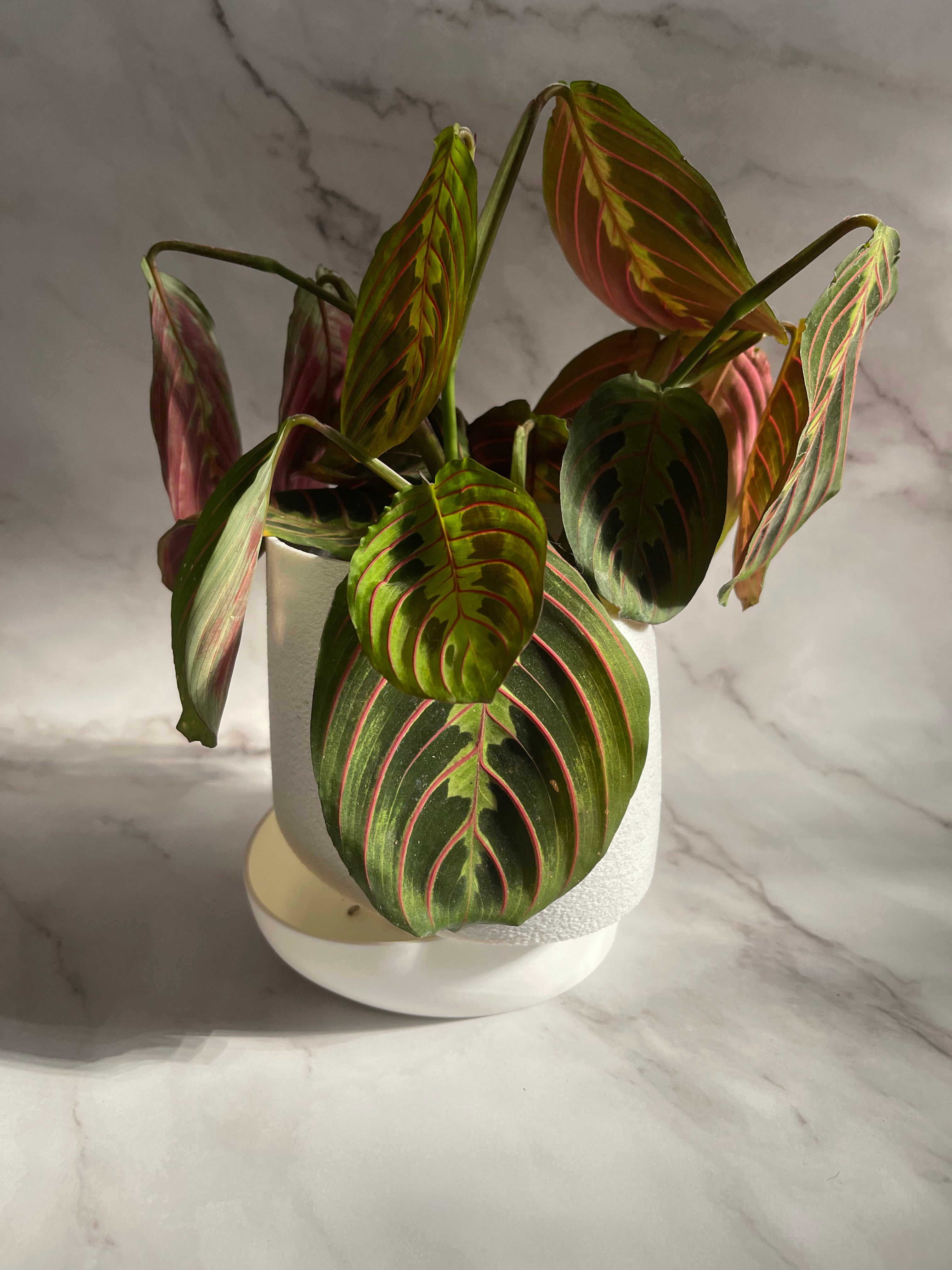 MIRA - Self Watering planter